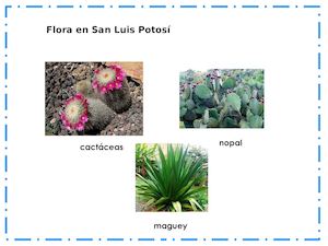 Flora Y Fauna En Slp
