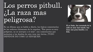 Perros Pitbull.
