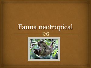 Fauna Neotropical