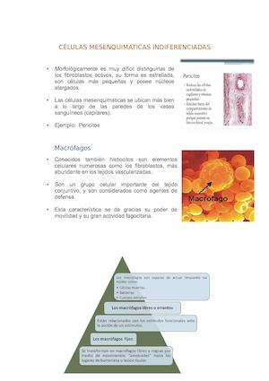 Células Mesenquimaticas Indiferenciadas