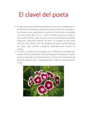 El Clavel Del Poeta