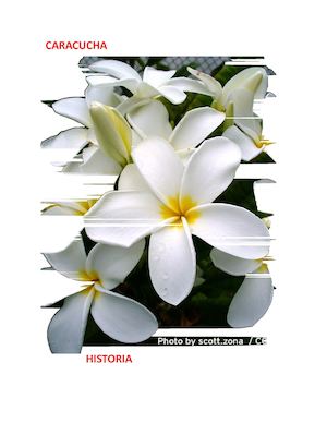 La ''mata'' caracucha