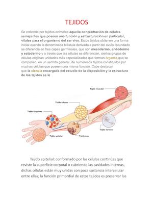 Tejidos