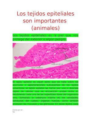 Los Tejidos Epiteliales Son Importantes 2