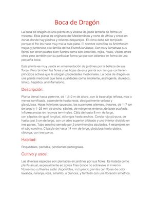 Planta Boca de Dragón