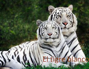 El Tigre Blanco