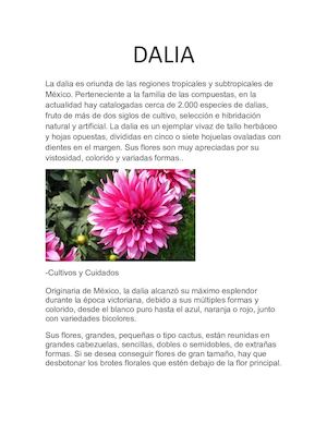 Dalia