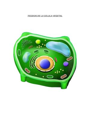 Tejidos De La Celula Vegetal