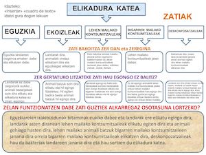 Elikadura Katea Zatiak Eta Osotasuna