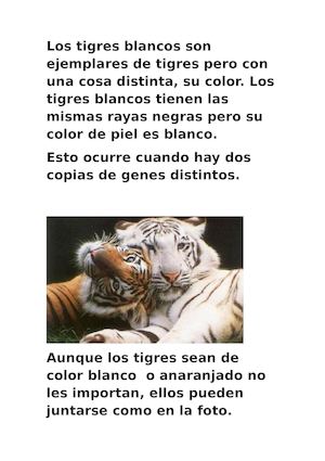 TIGRES BLANCOS