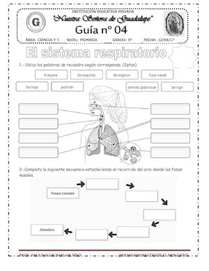 Sistema Respiratorio