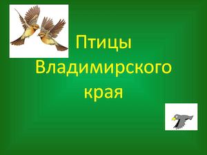 Ptitsy Vladimirskogo Kraya