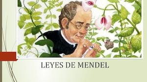 Ley De Mendel