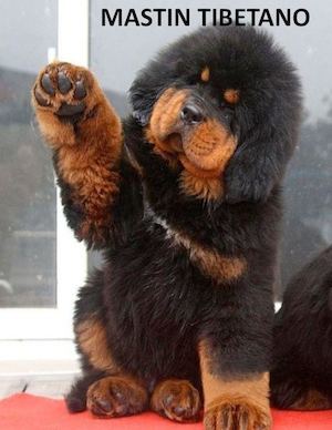 Mastin Tibetano