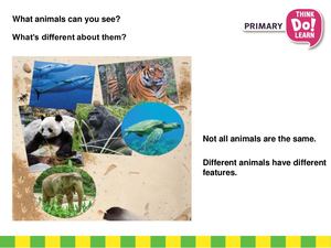 Unit 4 Animals year 3