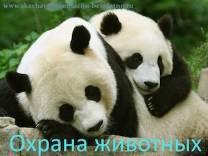 Www Skachat Prezentaciju Besplatno Ru 7770263