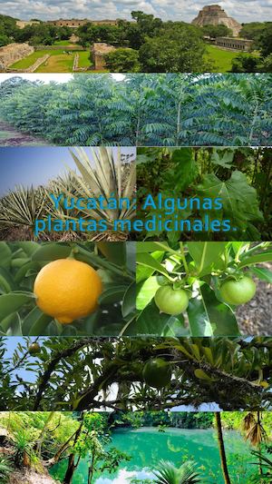 Yucatán: Algunas Plantas Medicinales