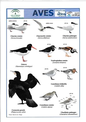 Cuidemos La Costa LÁMINAS