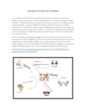 Los Órganos de los Sentidos pdf