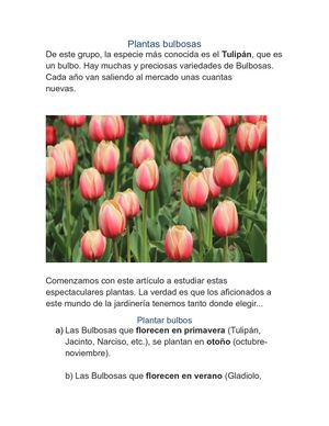 Plantas Bulbosas