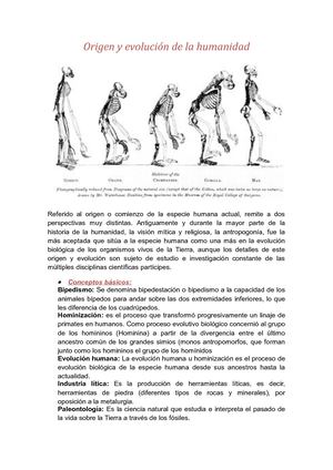 Origen Y Evolución De La Humanidad Stefany