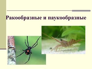 Таблица по биологии 7 класс общая характеристика членистоногих. Представители членистоногих биология 7 класс. Глаза ракообразных паукообразных насекомых. Сравнительная характеристика членистоногие таблица 7 класс. Общая характеристика типа членистоногие 7 класс биология таблица.