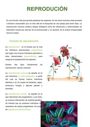 la Reproduciòn