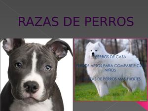 RAZAS DE PERROS