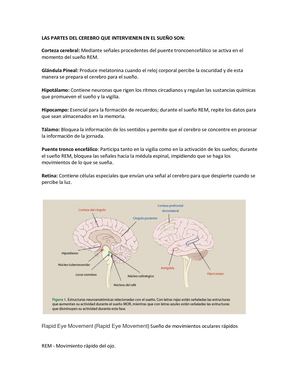 Glandulas Trastornos Del Sueño