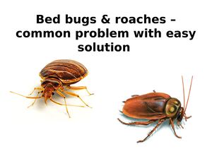 Bed Bugs & Roaches – Common Problem With