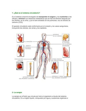 Sistema Circulatorio