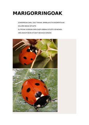 MARIGORRINGOAK