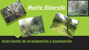 Monte Ribereño