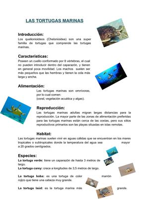 Las tortugas marinas