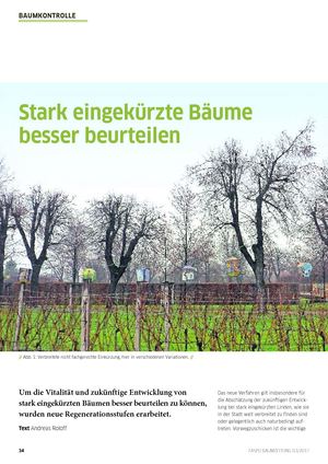 Baumzeitung Baumkontrolle