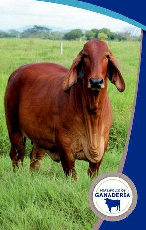 Portafolio de Ganadería Virbac