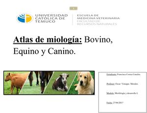 Atlas Miología Animal