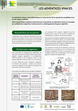 Fiche Adventices Vivaces