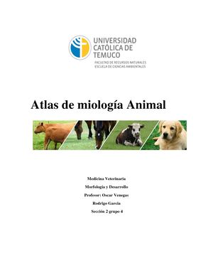 Atlas De Anatomia (Miologia) Pdf