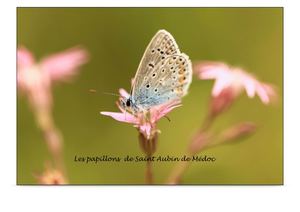 Les papillons de Saint Aubin de Médoc