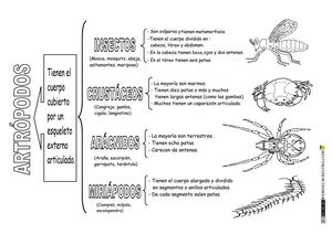 Animales Invertebrados Clasificación Artrópodos (1)