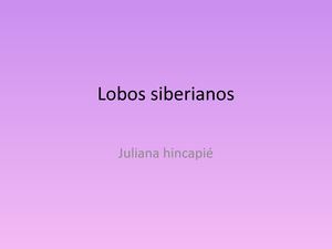 Lobos Siberianos