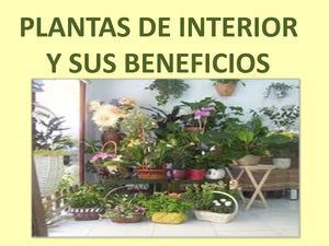 Calaméo - Plantas De Interior