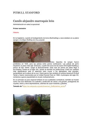 Pitbull Stanford