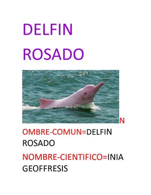 Delfin Rosado