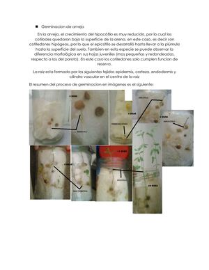 Germinacion De Arveja