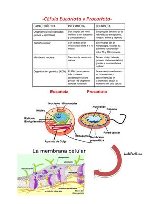 Célula Eucariota Y Procariota