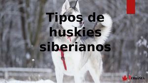 Tipos De Huskies Siberianos