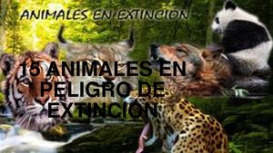 16 Animales En Peligro De Extinción