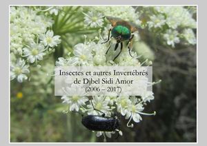 FAUNE / Insectes et invertébrés de Sidi Amor